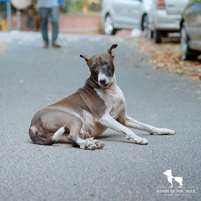 Street dog care