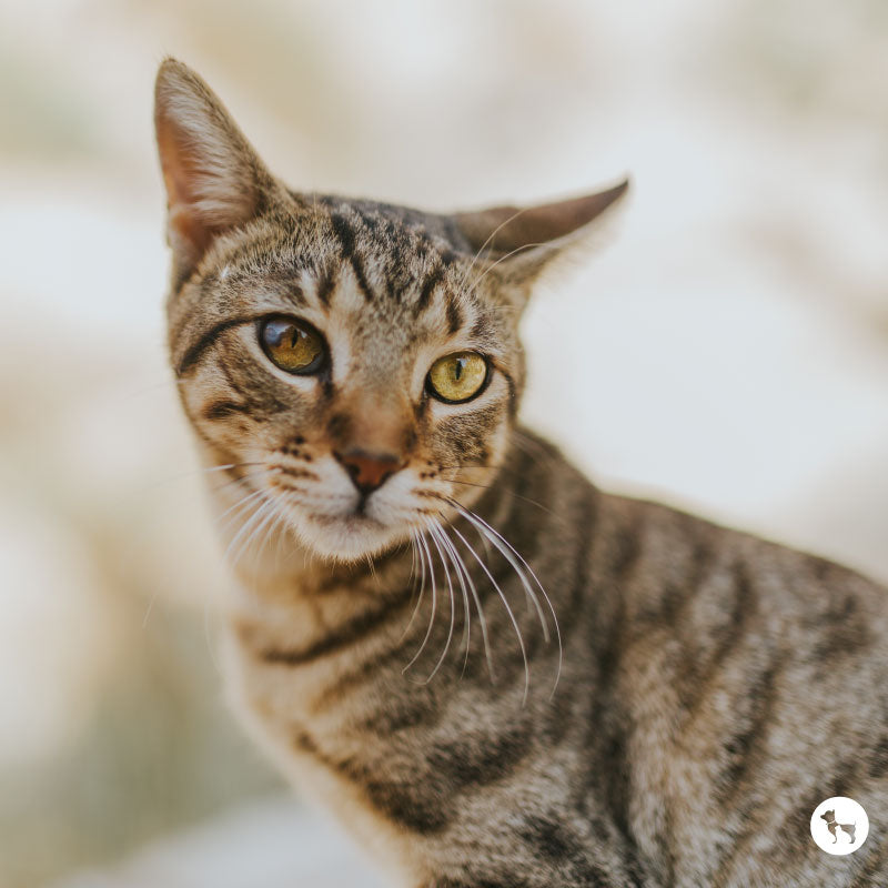 From Kitten to Cat: When to Switch to Adult Cat Food