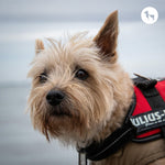 Terrier Dog Breeds Explained: Traits, Temperament & Care