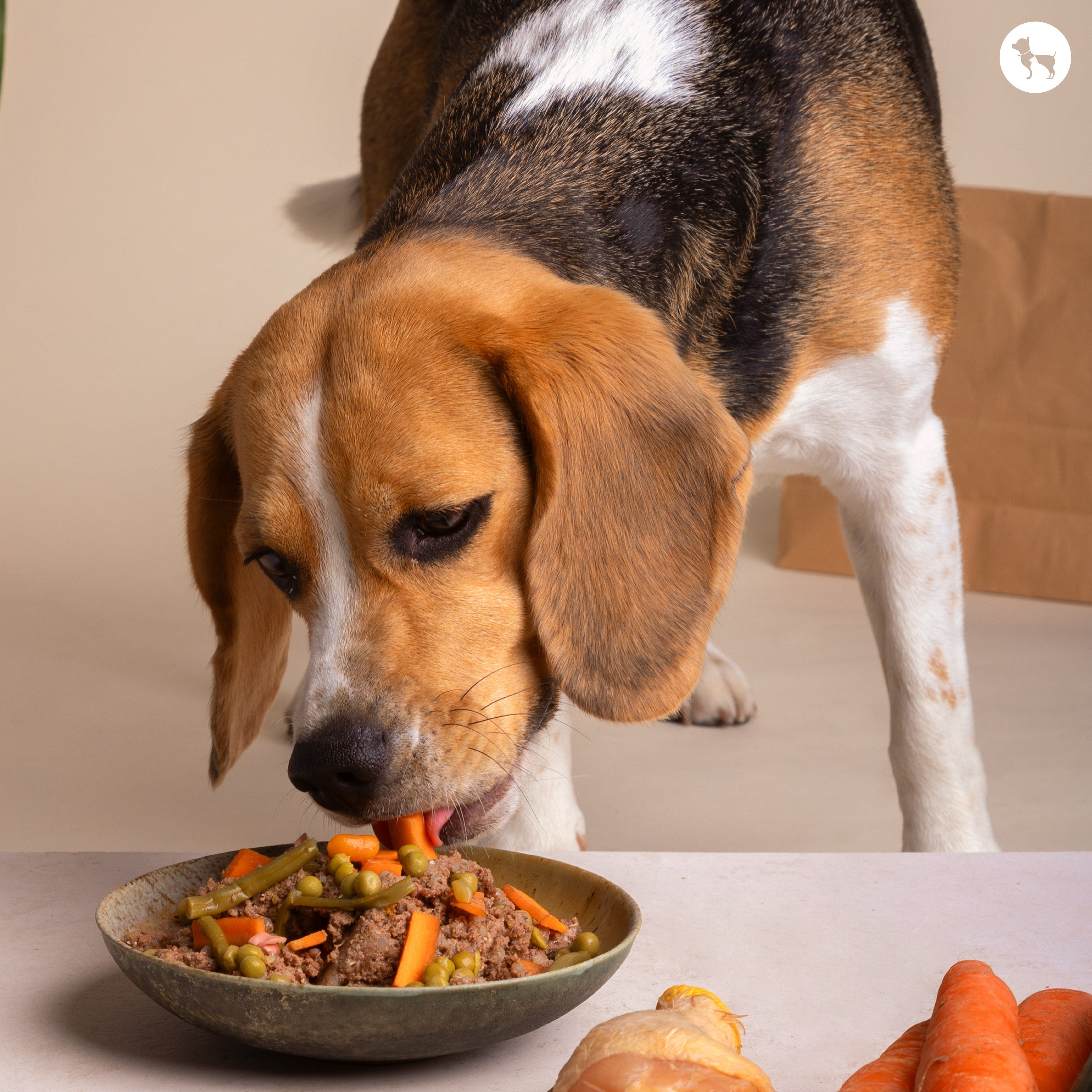 Worried if You’re Giving Your Dog Enough Protein? Read This