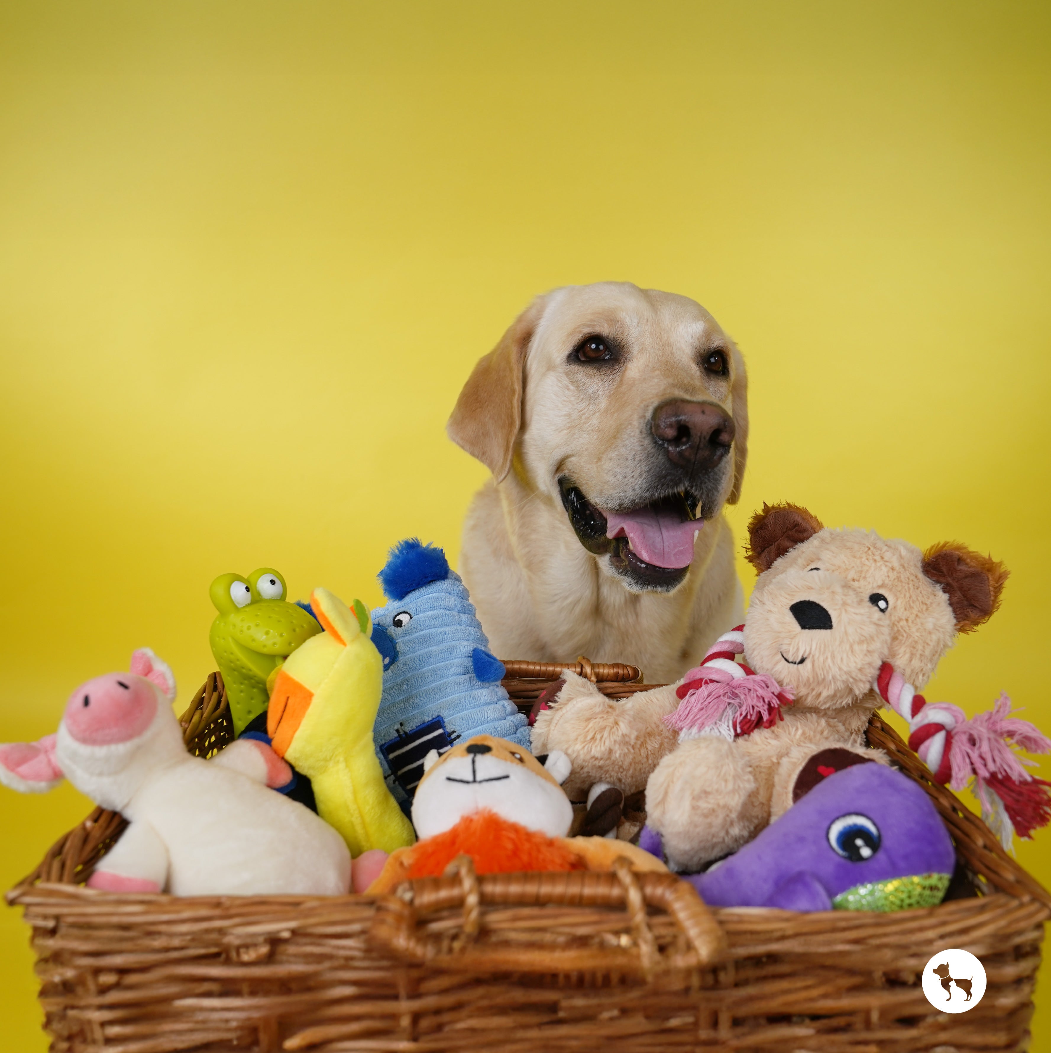 Thoughtful Gifts Under ₹999 That Your Pets Will Love!