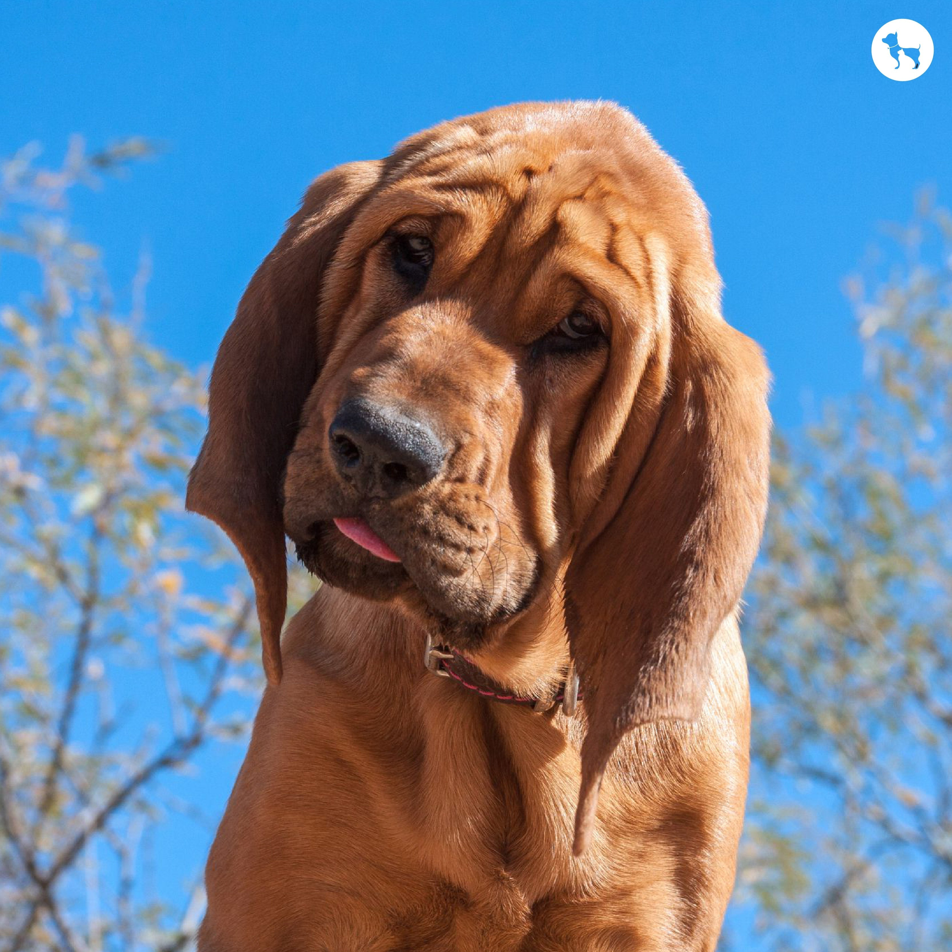 Top 15 Popular Hound Dog Breeds in India