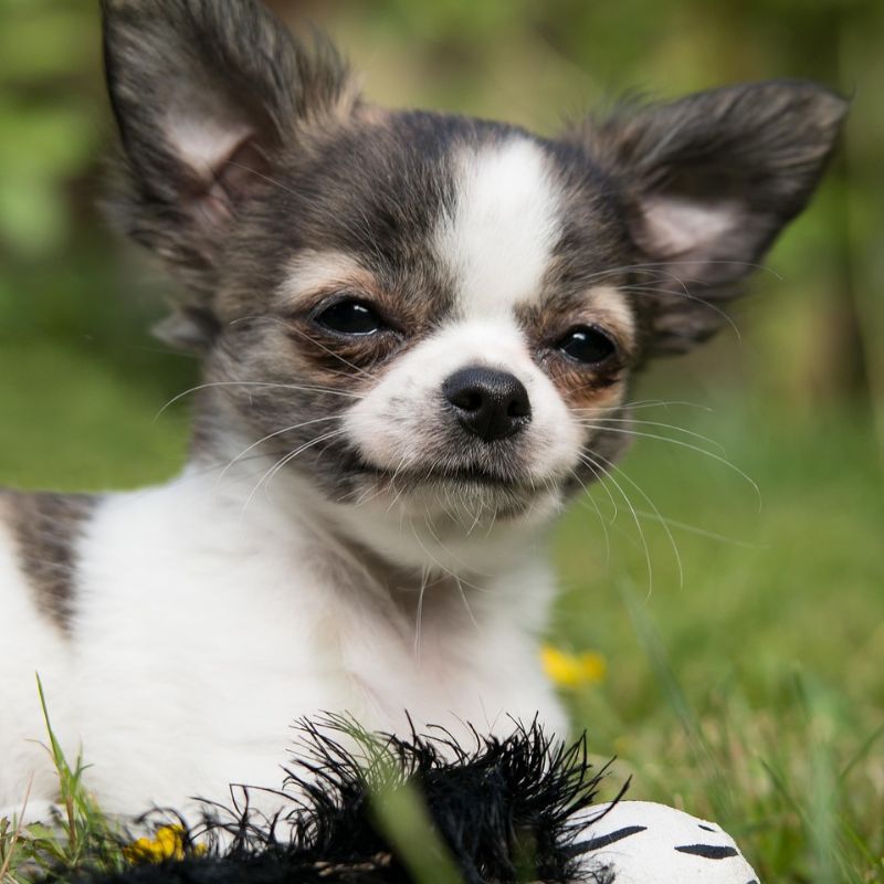 Toy Dog Breeds in India: Tiny Paws, Big Love