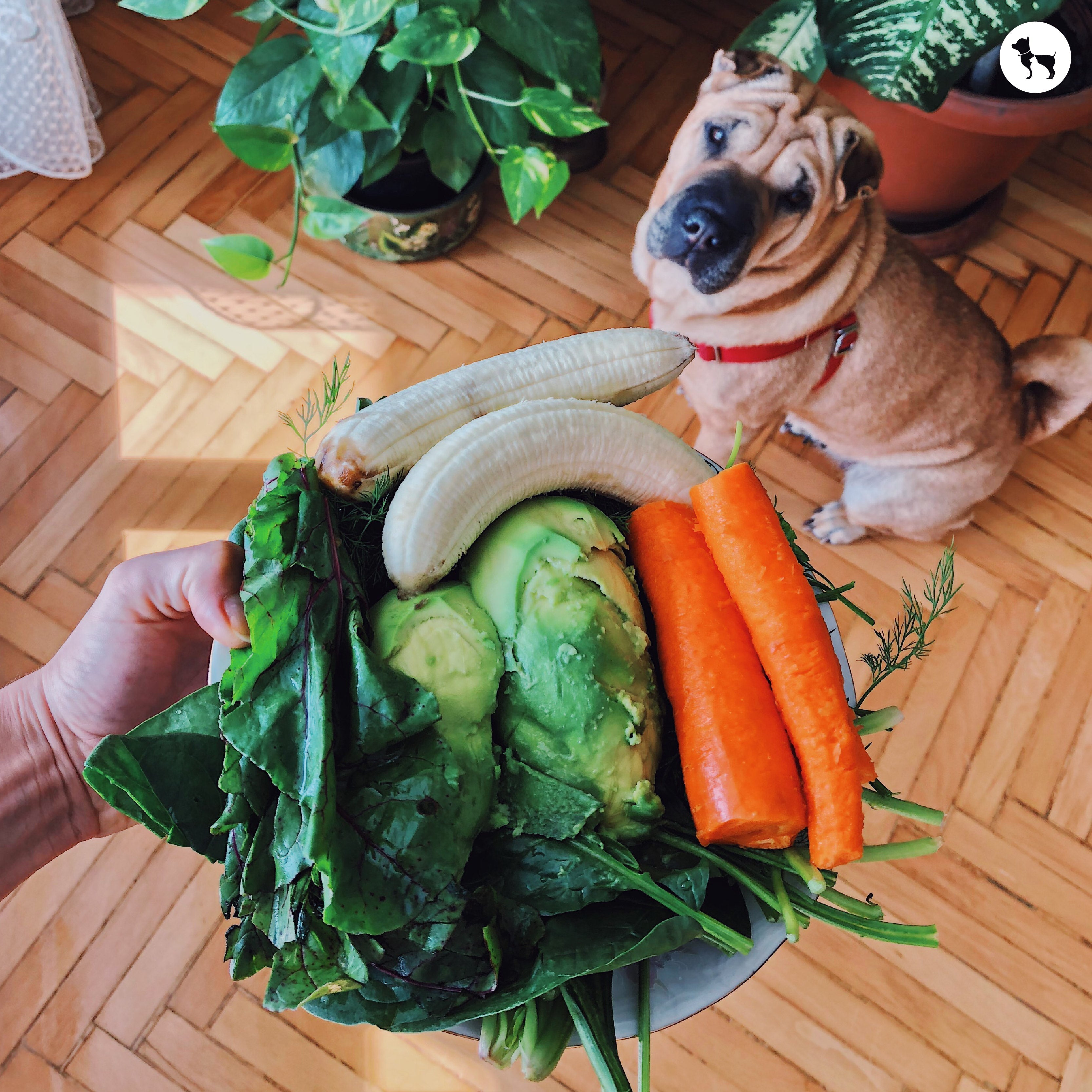 Understanding the Nutritional Benefits of Fresh, Locally-Sourced Ingredients in Dog Food