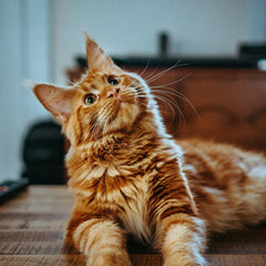 Do Cats Have Thoughts: Unveiling Feline Minds & Mysteries