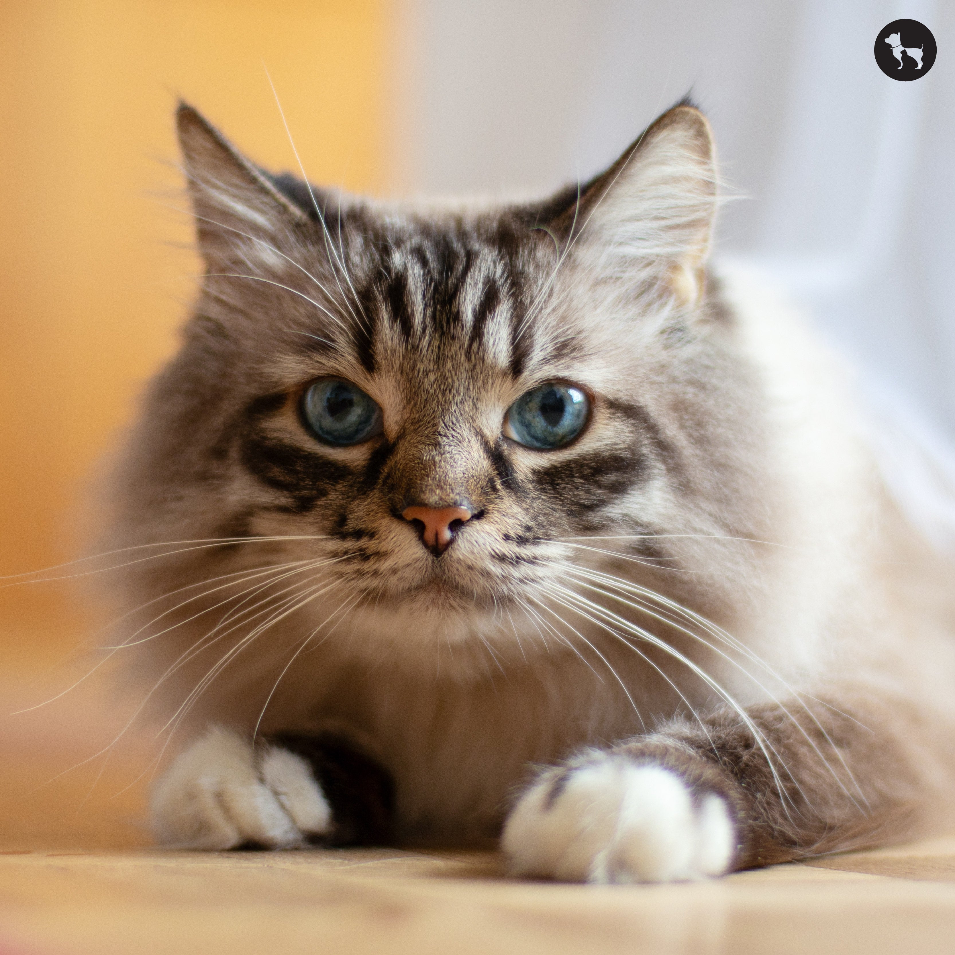 Essential Products To Buy For Welcoming Your Cat To Their New Home