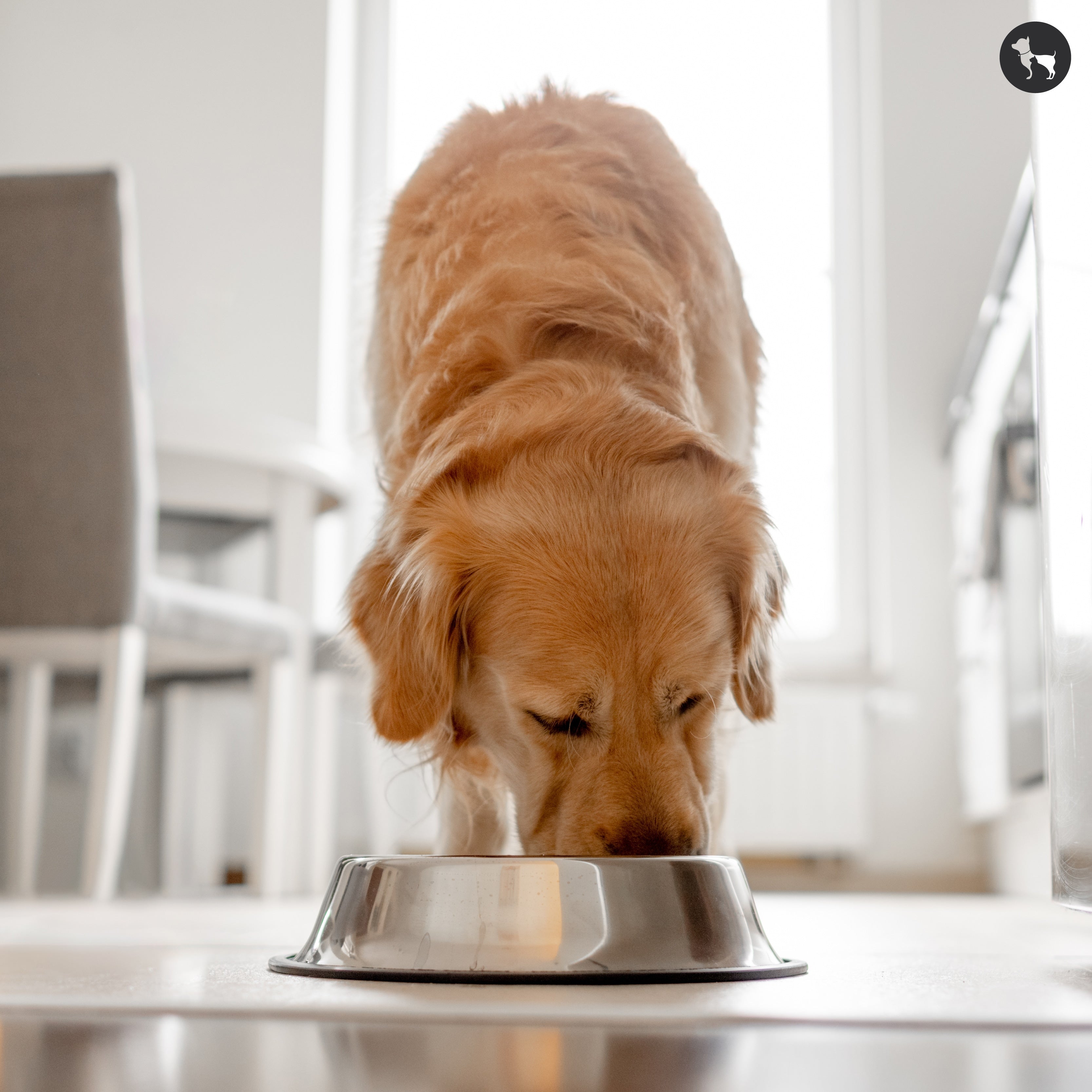 What Do Dogs Eat? A Complete Guide to Their Dietary Needs