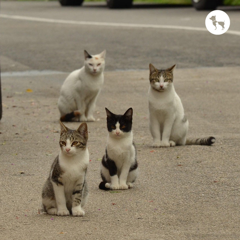 What to Feed Stray Cats: Dos and Don'ts