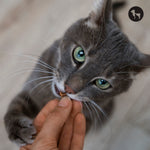 Why Does My Cat Bite While Playing? Is It Aggression or Excitement?