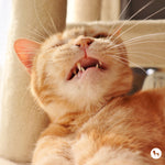 Why is My Cat Sneezing? Common Causes Every Cat Parent Should Know
