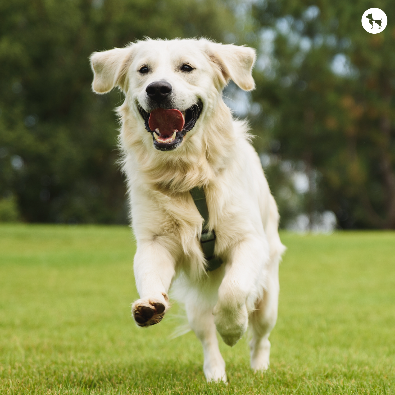 Zoomies In Dogs And Why Does It Happen