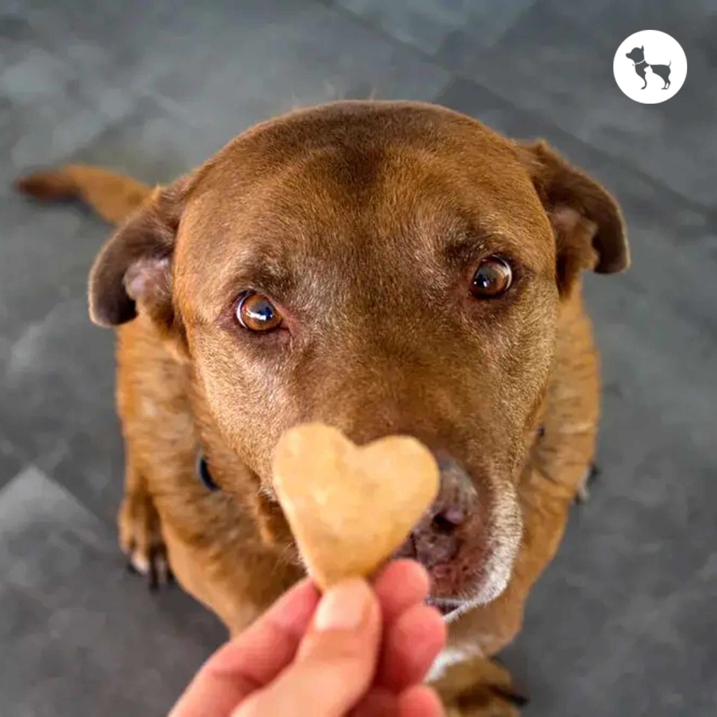 Best Dog Treat Brands in India (2026) Best Dog Treat Brands in India (2026)