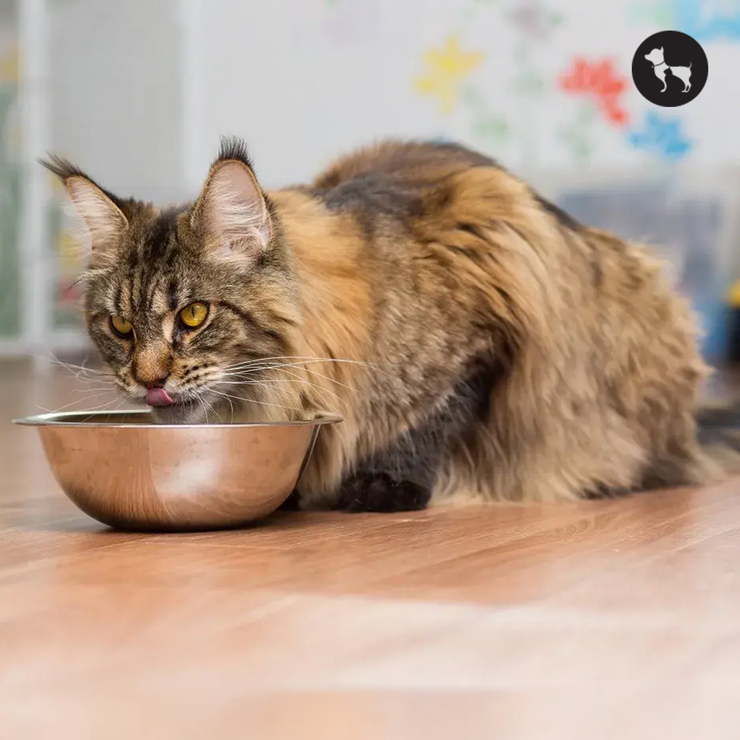 Best Food for Maine Coon Cats in India
