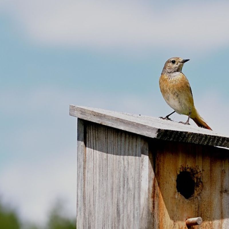100+ Cute & Unique Bird Names for Every Type of Pet Bird