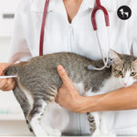 Cat Fever 101: Signs, Causes, and How to Treat It Safely at Home