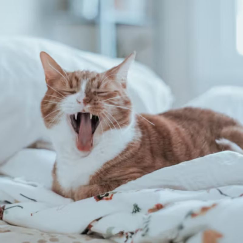 Why Is My Cat Yowling So Much? Here's Why