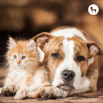 Dogs vs Cats: What Science Says About Their Intelligence