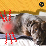 Chronic Kidney Disease in Dogs: Early Signs, Causes, and Management Tips