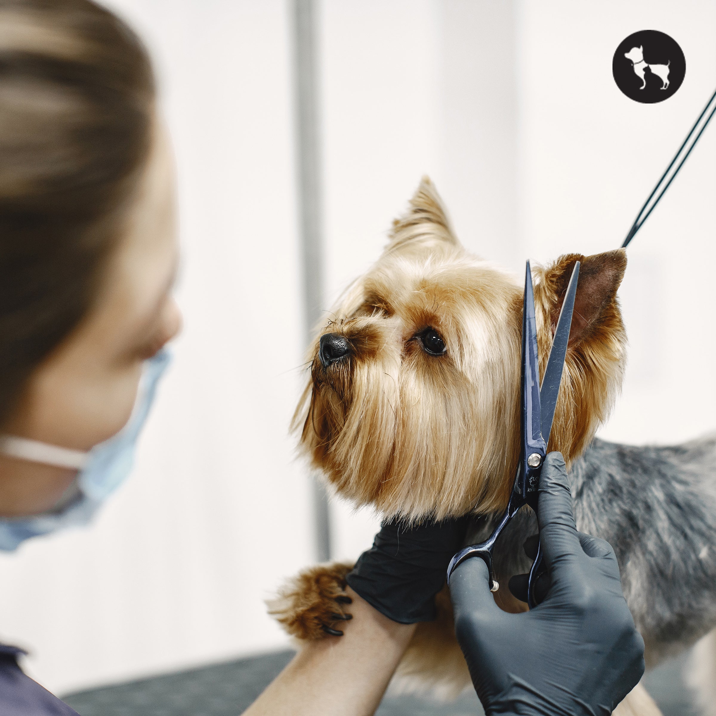 Festival Grooming Tips: Keeping Your Dog Fresh and Photo-Ready