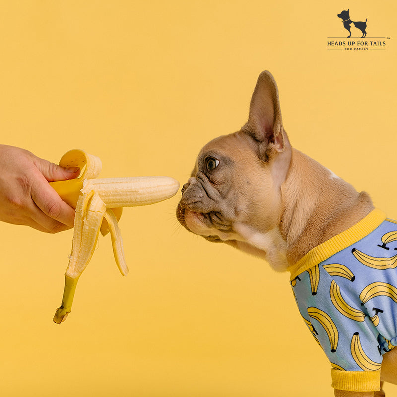 Which Human Foods Can Dogs Eat?