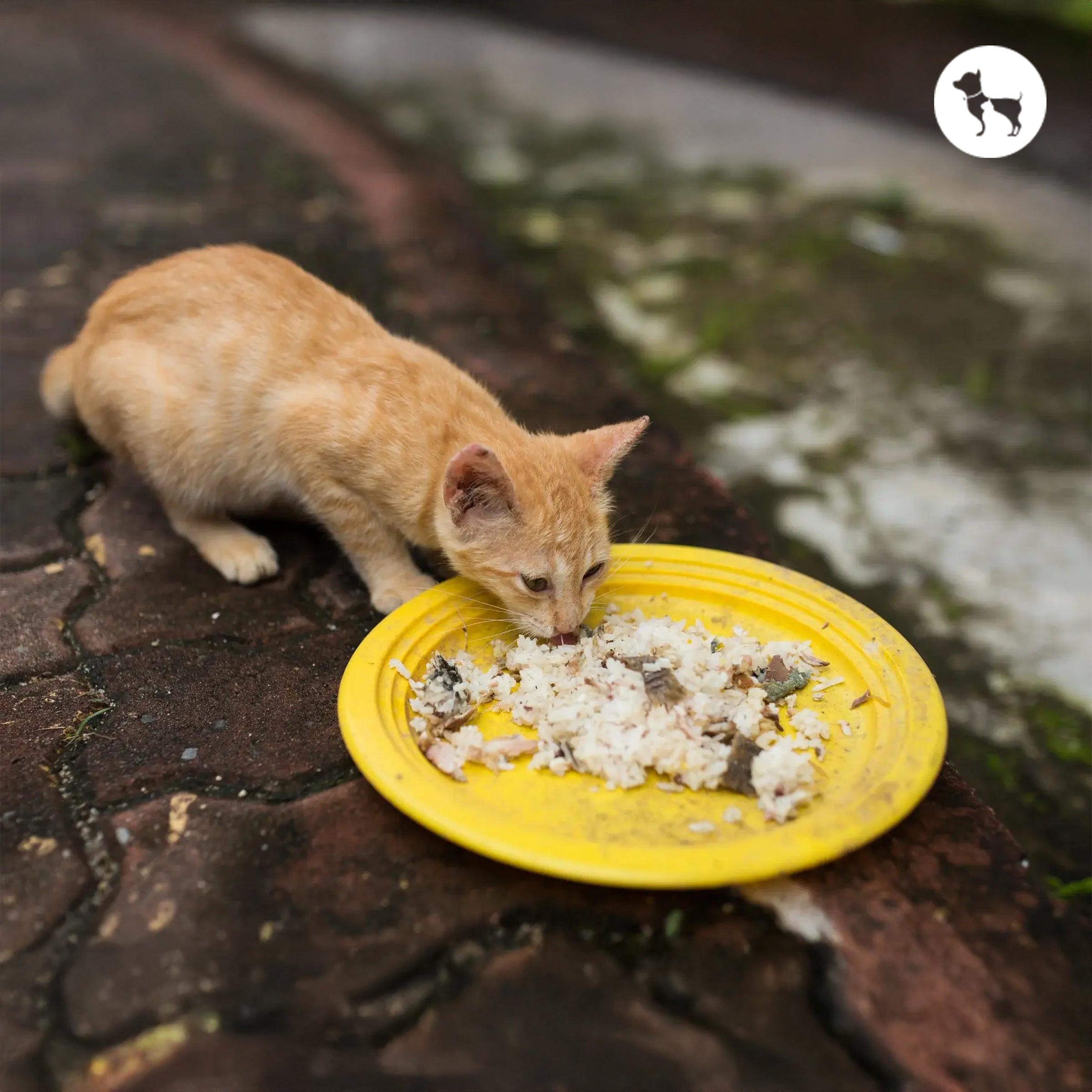 How Often Can Cats Eat Rice