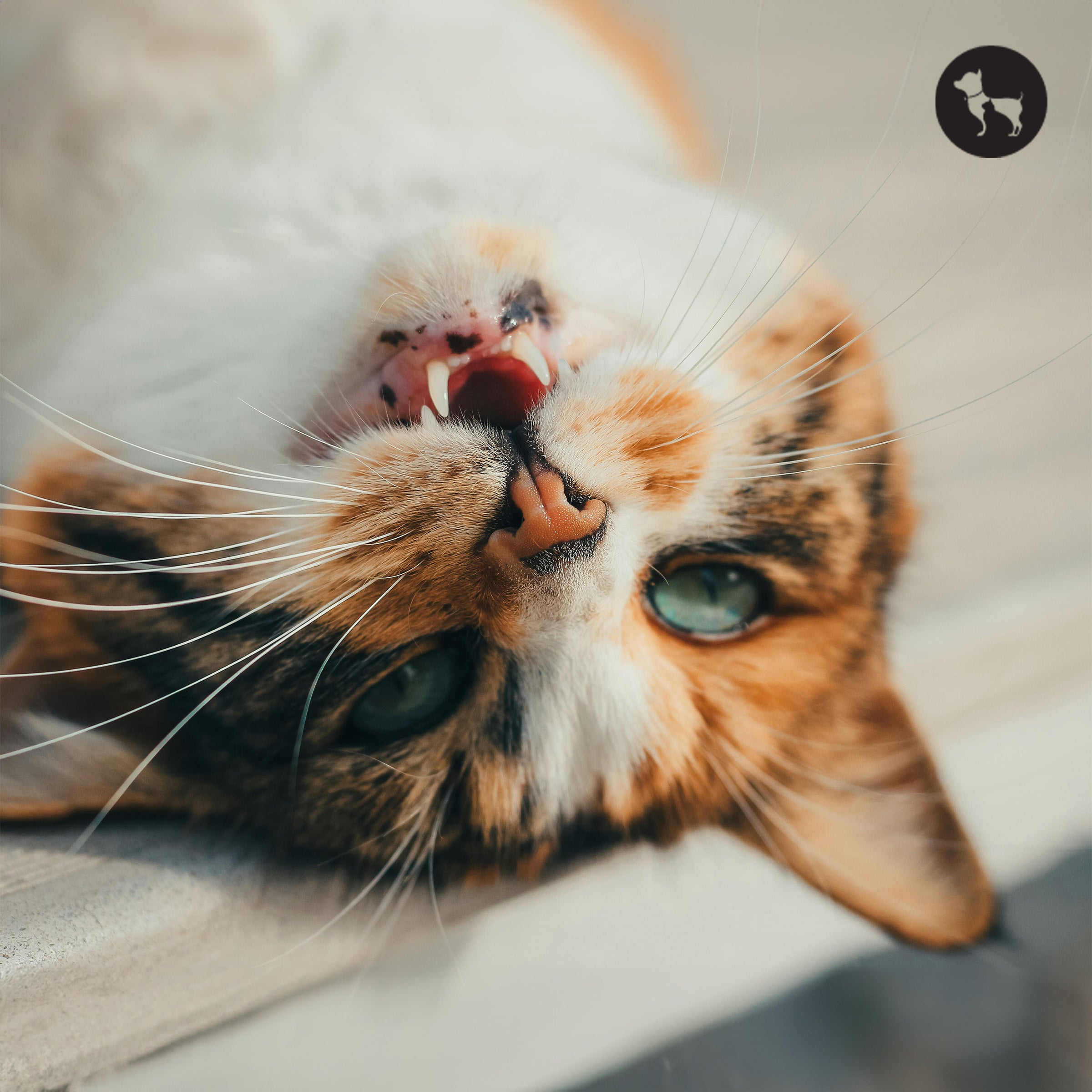 Top Cat Dental Care Products to Prevent Dental Disease