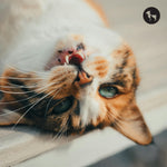 Top Cat Dental Care Products to Prevent Dental Disease
