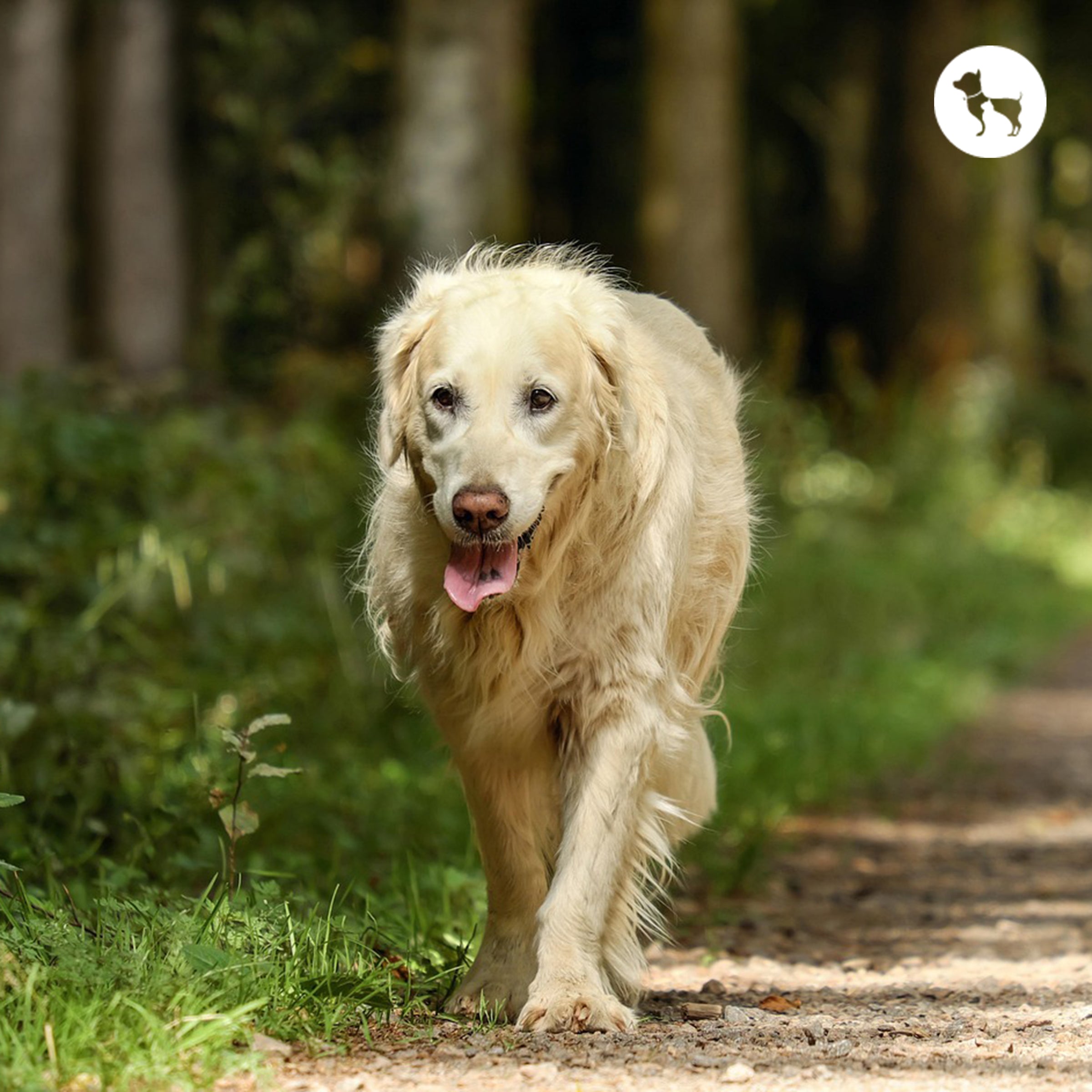 Best Supplements for Dogs in India: Joint, Skin & Coat, Immunity