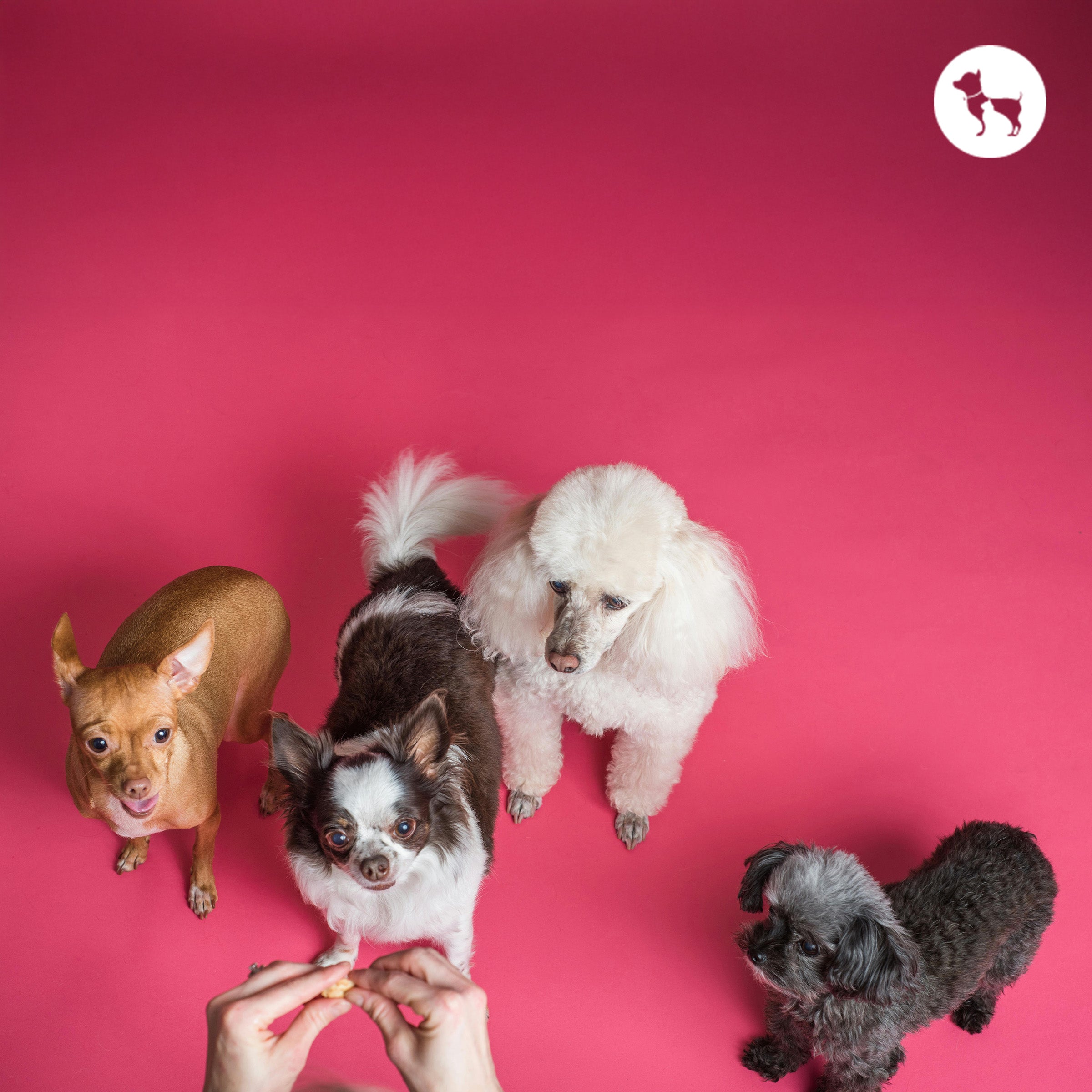 Best Bite-Sized Training Treats for Small Dogs in India Best Bite-Sized Training Treats for Small Dogs in India