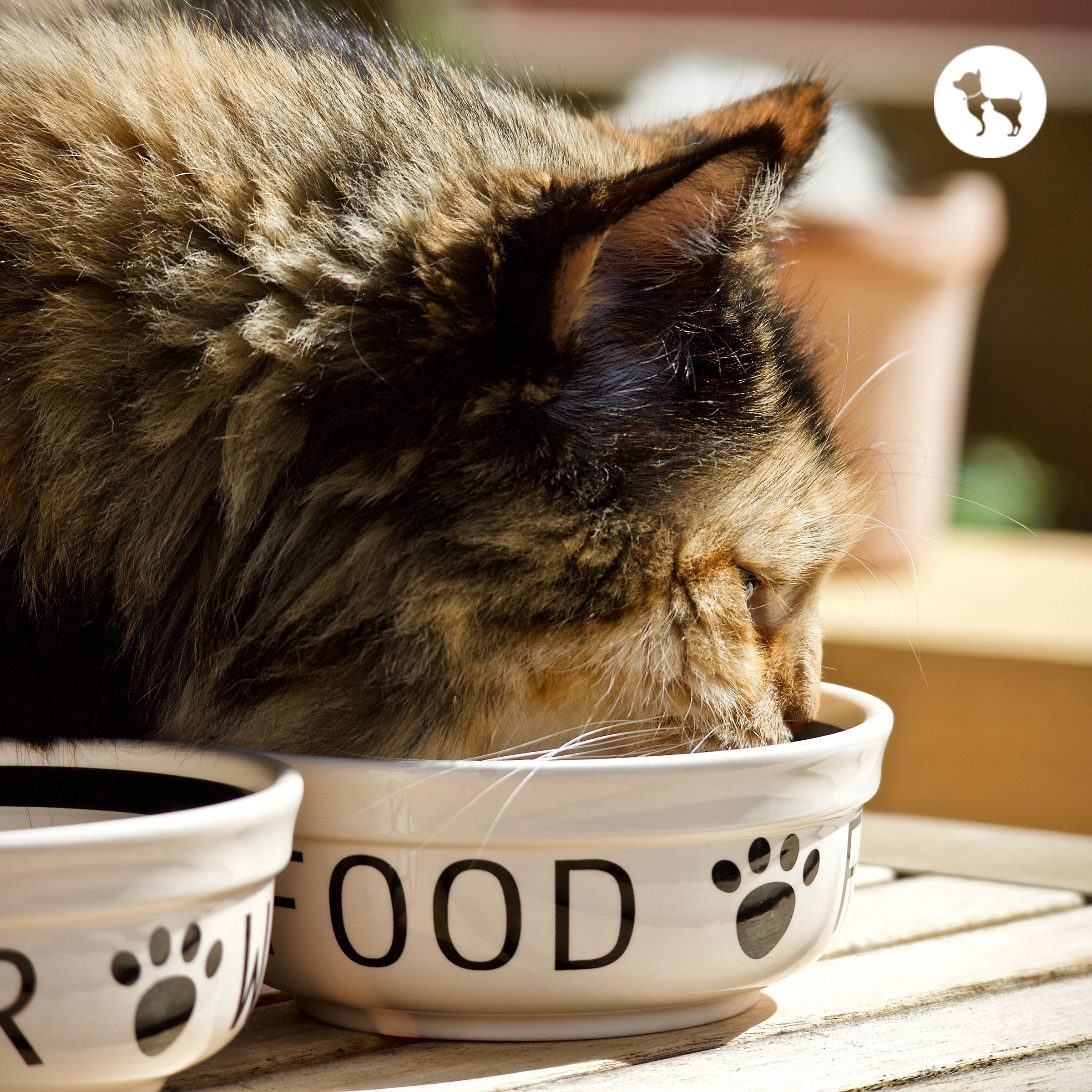 Best Cat Food in India