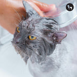 Best Cat Shampoos for Sensitive Skin and Allergies