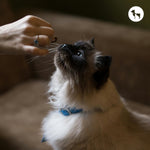 Best Cat Treats for Kittens and Adult Cats (2026)