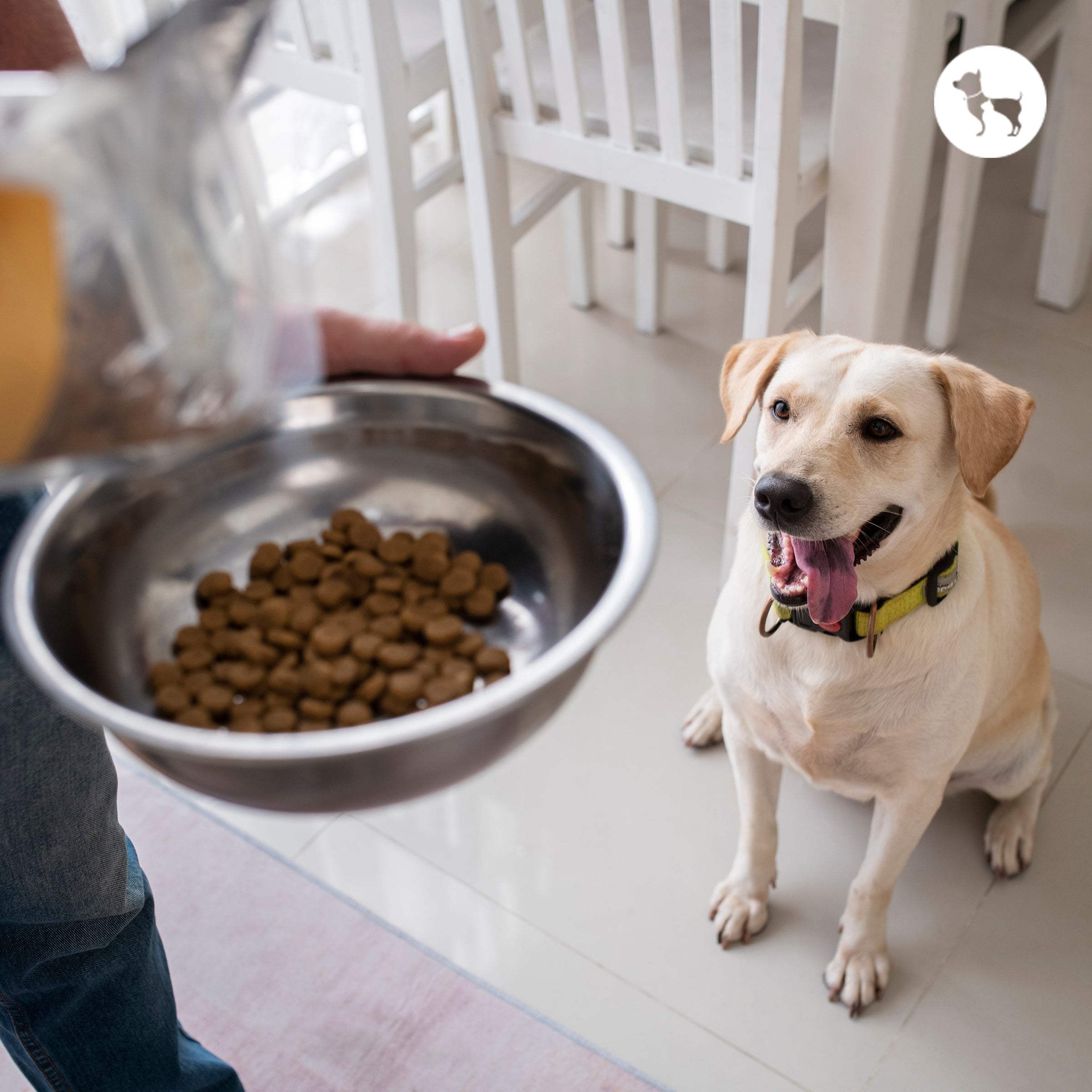 Best Dog Food for Labrador Puppies in India (2026 Guide)