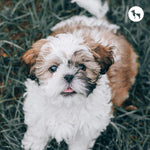 Best Grooming Routine for Shih Tzu Puppies & Adults in the Indian Climate