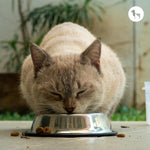 Best Hypoallergenic Cat Food and How to Choose the Right One