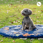 Best Places to Buy Dog Collars with Name Tags Online