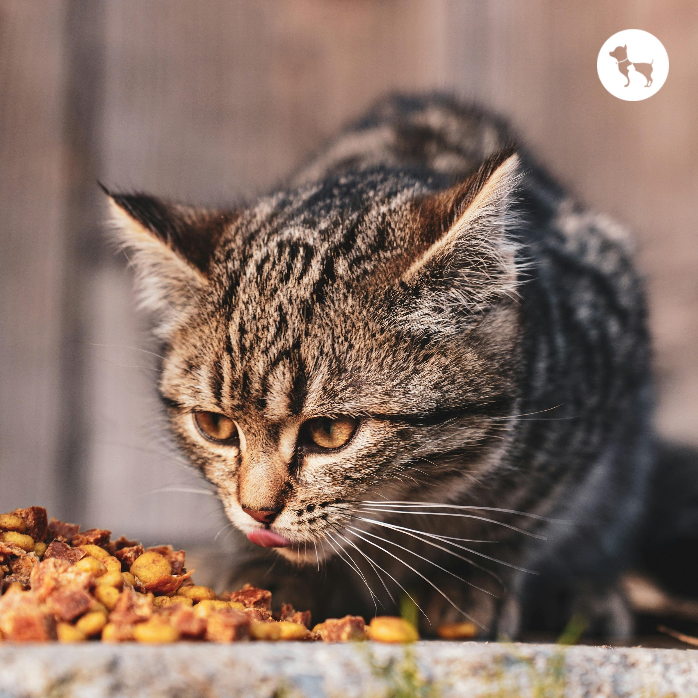Best Places to Buy Purnia Felix Cat Food Online & In Stores