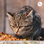 Best Places to Buy Purnia Felix Cat Food Online & In Stores