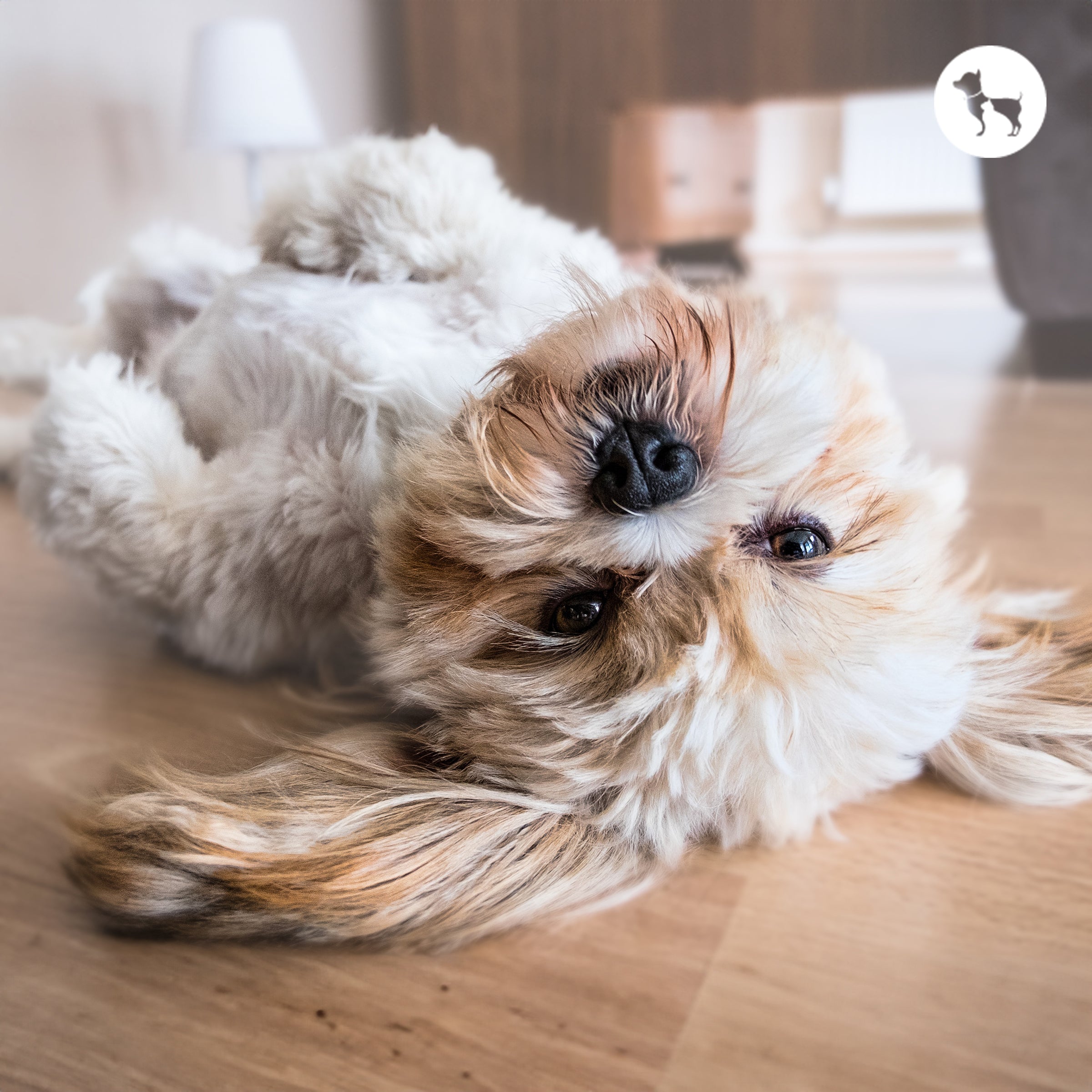 Best Tick & Flea Control for Long-Haired Dogs
