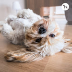 Best Tick & Flea Control for Long-Haired Dogs