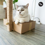 Cat Care for Beginners: Daily Routine, Feeding and Hygiene Tips