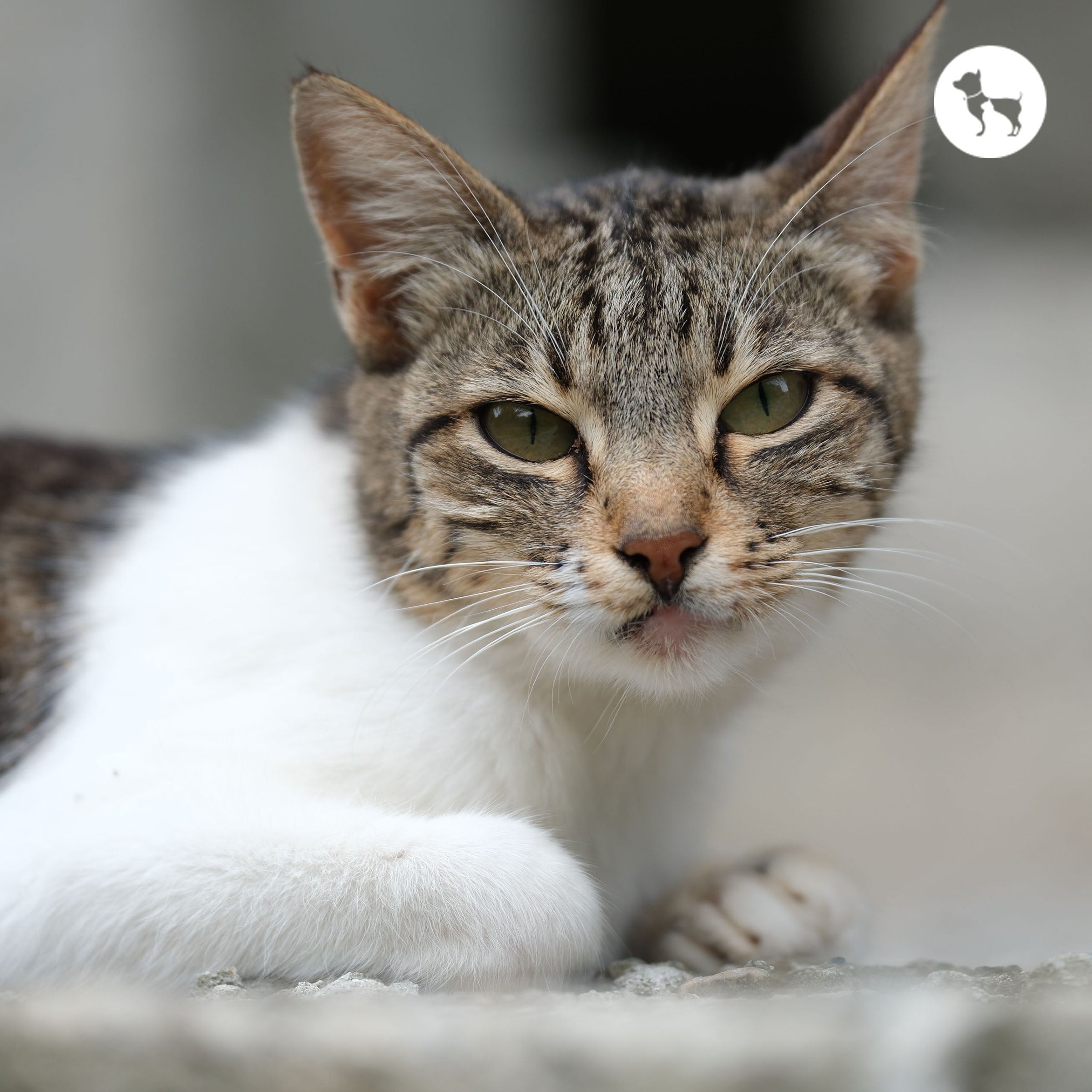 Cat Vomiting: When It's Normal and When to See a Vet