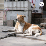 Chippiparai, Rampur Greyhound & India's Forgotten Dog Breeds