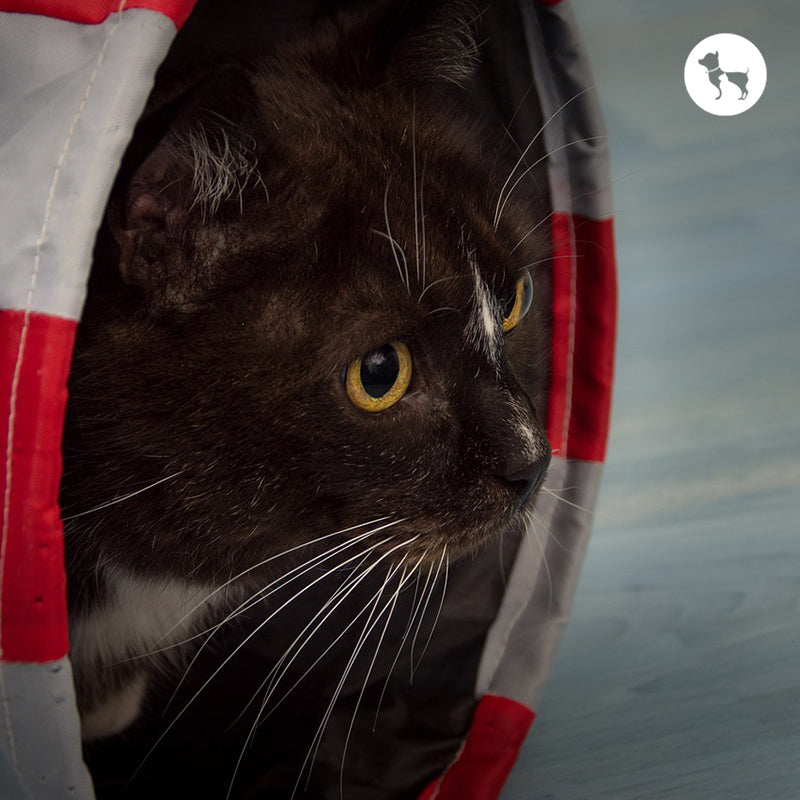 DIY Cat Toys at Home