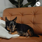 Dog-Friendly Apartments in India: What Pet Parents Should Check