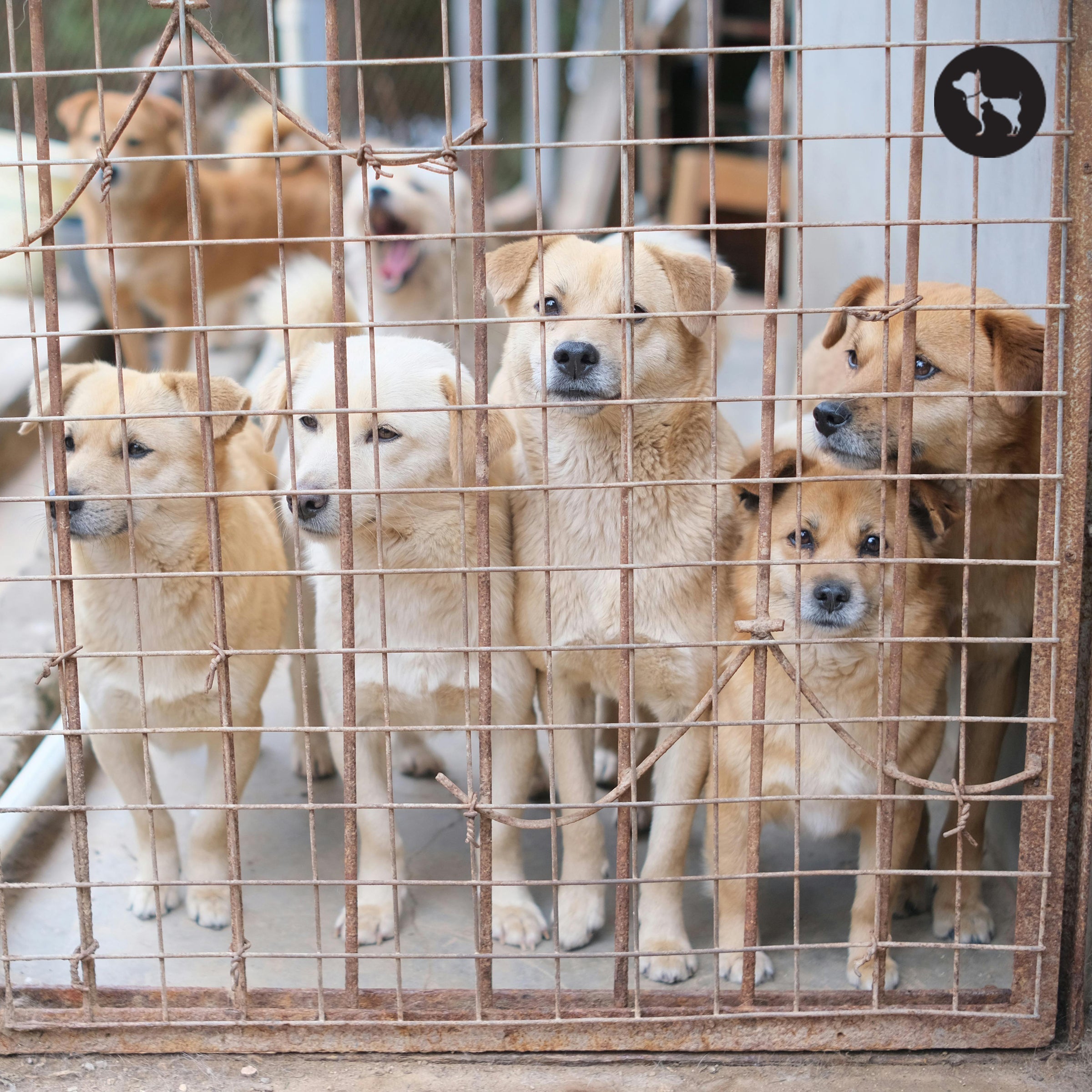 Dog Adoption in India: Where & How to Adopt a Pet Near You