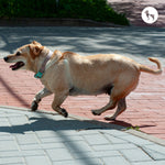 Dog Bloat (GDV) in India: Symptoms, Emergency Signs & Prevention