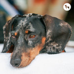 Dog Eye & Ear Health: When to Worry and What to Do