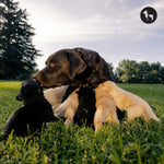 Dog Pregnancy Guide: Timeline, Signs & Whelping in India