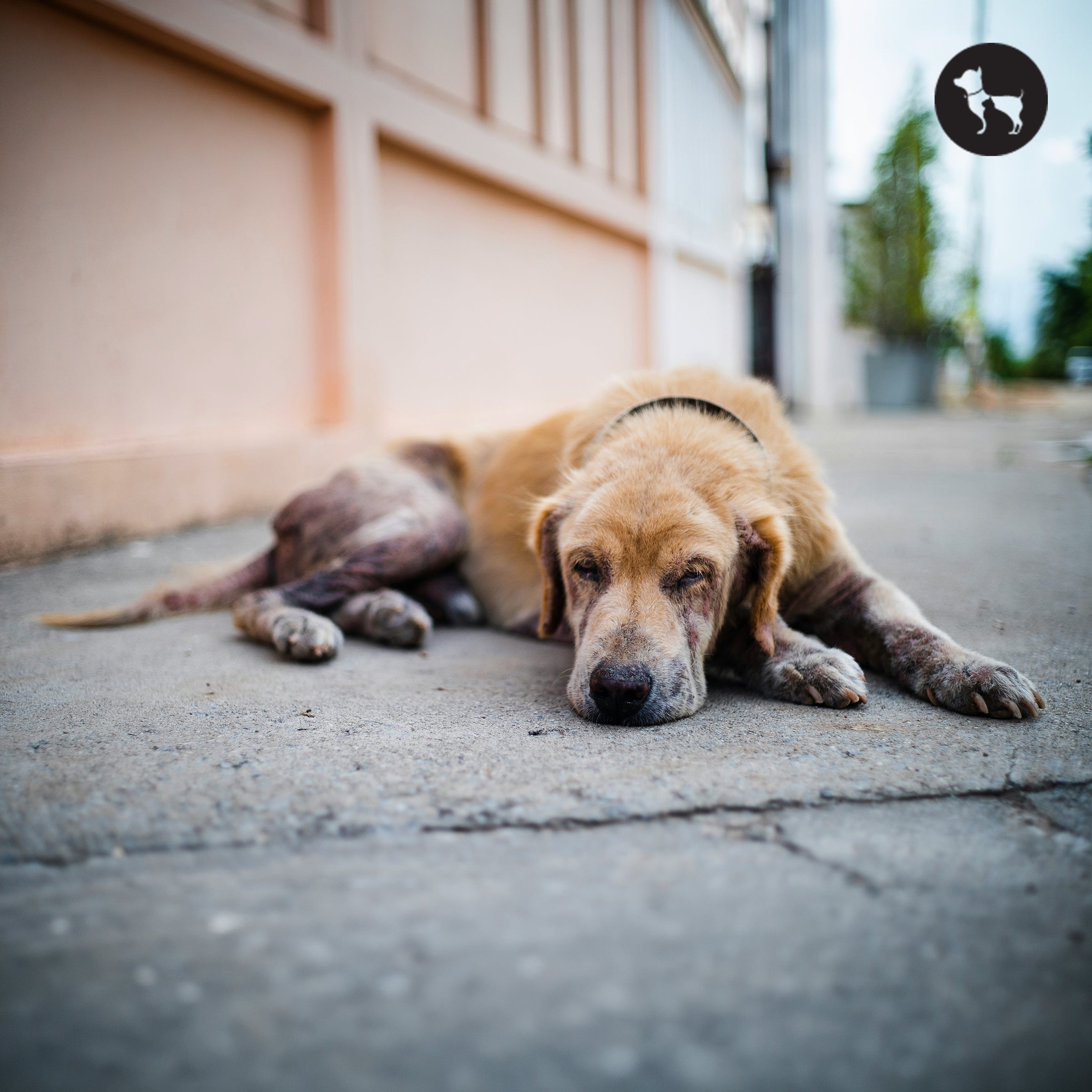 Dog Skin & Coat Health: Allergies, Shedding & Treatment in India